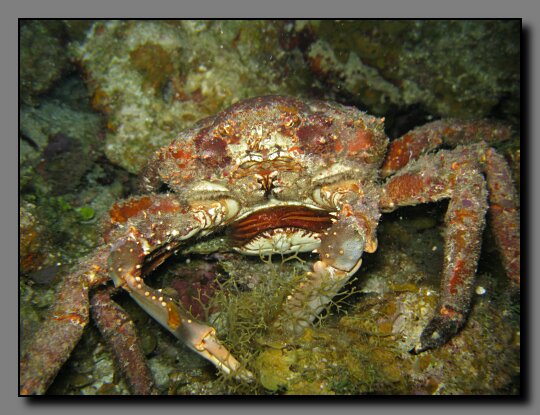 king crab female